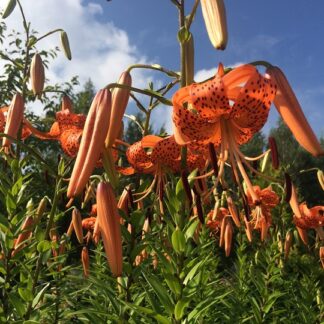 Lilium - TIIKERILILJA