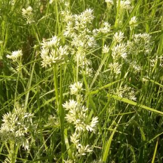 Luzula - HOPEAPIIPPO 'Yeti'