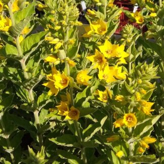 Lysimachia - TARHA-ALPI