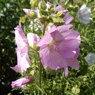 Malva - MYSKIMALVA vaaleanpunainen