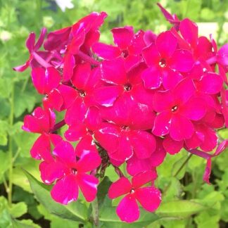 Phlox - SYYSLEIMU 'Kirchenfurst'