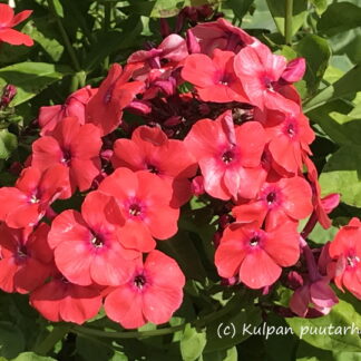 Phlox - SYYSLEIMU 'Orange Perfection'