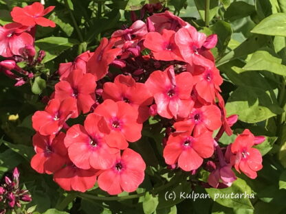 Phlox - SYYSLEIMU 'Orange Perfection'