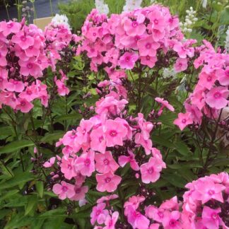 Phlox - SYYSLEIMU 'Sweet Summer® Queen'™