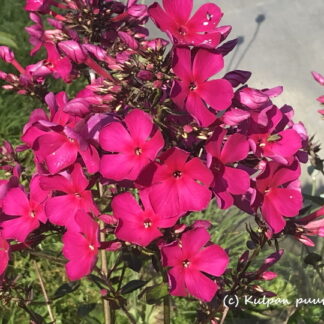 Phlox - SYYSLEIMU 'Sweet Summer® Wine'™