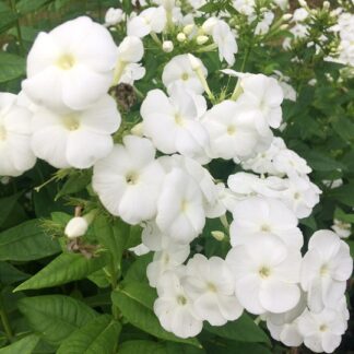 Phlox - SYYSLEIMU 'Sweet Summer® Snow'™