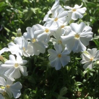 Phlox - SAMMALLEIMU ’Maischnee’