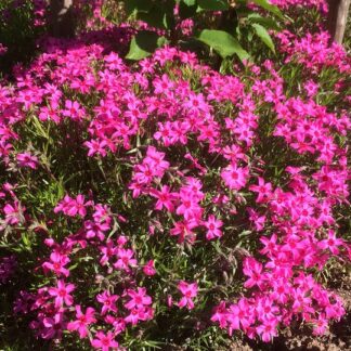 Phlox - SAMMALLEIMU 'Scarlet Flame'