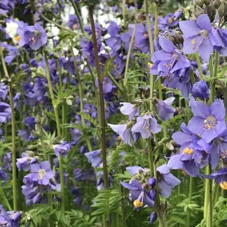Polemonium - LEHTOSINILATVA