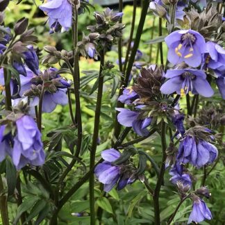Polemonium - JAPANINLEHTOSINILATVA 'Purple Rain Strain'