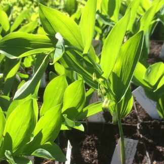 Polygonatum - LEHTOKIELO