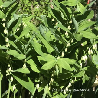 Polygonatum - LEHTOKIELO