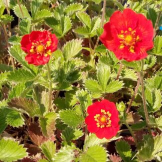 Potentilla - VERIHANHIKKI