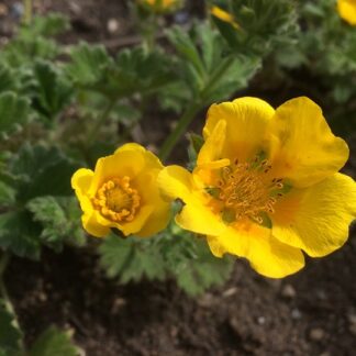 Potentilla - JAPANINHANHIKKI