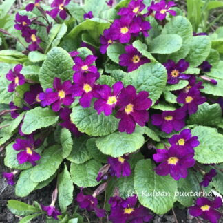 Primula - JULIANESIKKO 'Wanda'