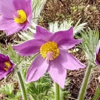 Pulsatilla - TARHAKYLMÄNKUKKA