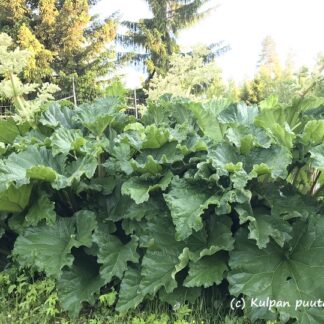 Rheum - TARHARAPARPERI 'Queen Victoria'