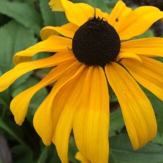 Rudbeckia - SÄDEPÄIVÄNHATTU 'Goldsturm'