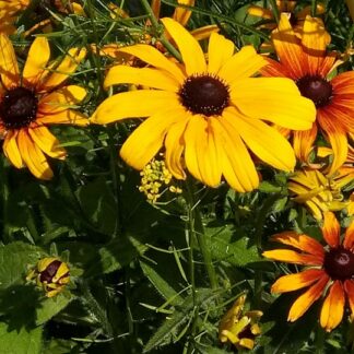 Rudbeckia - SILMÄPÄIVÄNHATTU