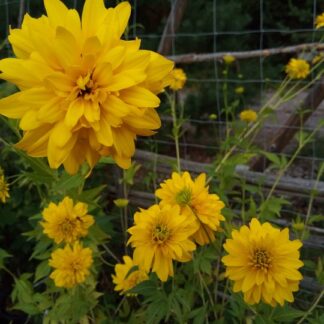 Rudbeckia - KULTAPALLO