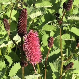 Sanguisorba - HURMELUPPIO