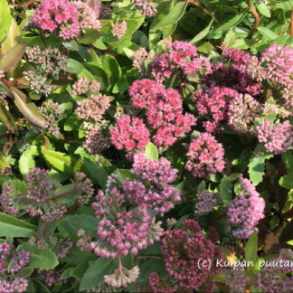Sedum - ISOMAKSARUOHO 'Emperor's Waves'