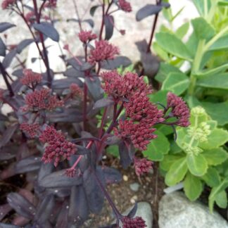 Sedum - KOMEAMAKSARUOHO 'Purple Emperor'