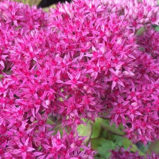 Sedum - USSURINMAKSARUOHO 'Pink Beacon'