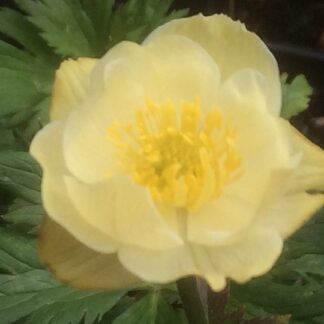 TARHAKULLERO 'Alabaster'
