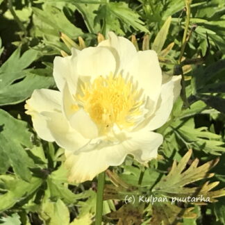 Trollius - TARHAKULLERO 'New Moon'