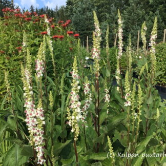 Verbascum - RANSKANTULIKUKKA 'Album'