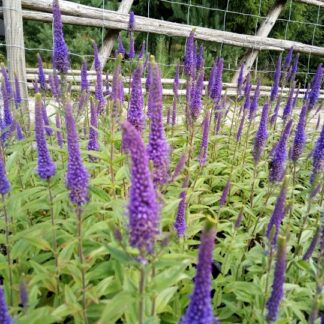 Veronica - TÄHKÄTÄDYKE 'Christa'