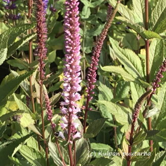 Veronicastrum - VIRGINIANTÄDYKE 'Erica'