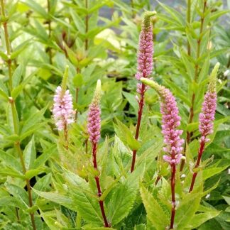 Veronicastrum - VIRGINIANTÄDYKE 'Erica'