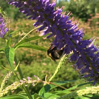 Veronicastrum - VIRGINIANTÄDYKE