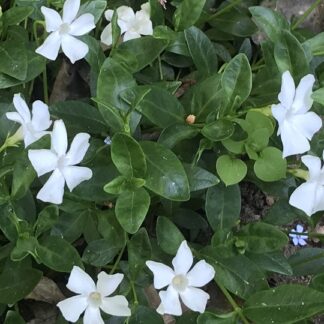 Vinca - PIKKUTALVIO 'Gertrude Jekyll'