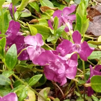 Vinca - PIKKUTALVIO lila