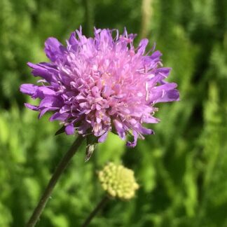 Knautia - KETORUUSURUOHO