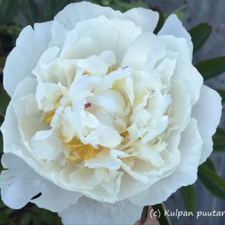Paeonia - KIINANPIONI 'Gardenia'