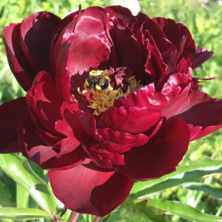 Paeonia - KIINANPIONI 'Peter Brand'