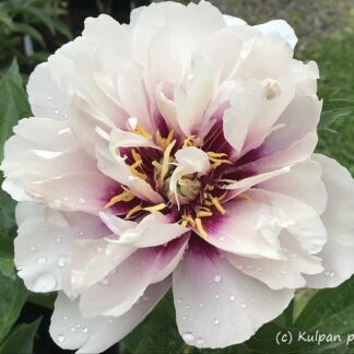 Paeonia - ITOH-PENSASPIONI 'Cora Louise'