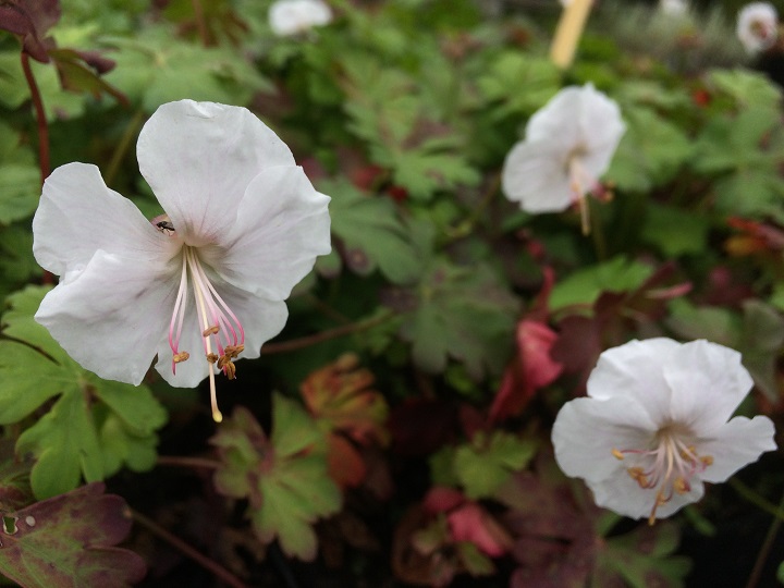 Geranium cantabrigiense St Ola