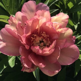 Paeonia - ITOH-PENSASPIONI 'Julia Rose'