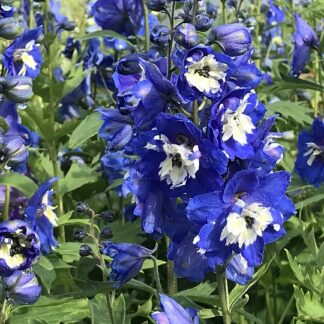 Delphinium - JALORITARINKANNUS 'Magic Fountains Mid Blue'
