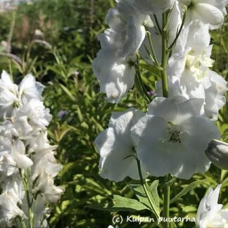 Delphinium - JALORITARINKANNUS 'Magic Fountains Pure White'
