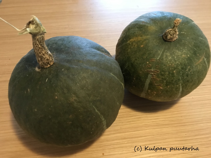 TALVIKURPITSA 'Green Hokkaido'