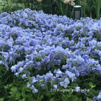 Phlox - RÖNSYLEIMU 'Blue Ridge'