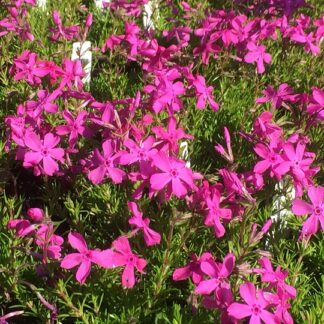 Phlox - SAMMALLEIMU 'Drummond Pink'