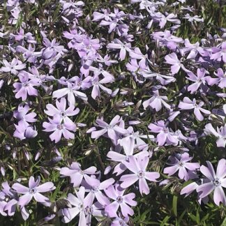 Phlox - SAMMALLEIMU 'Emerald Cushion Blue'