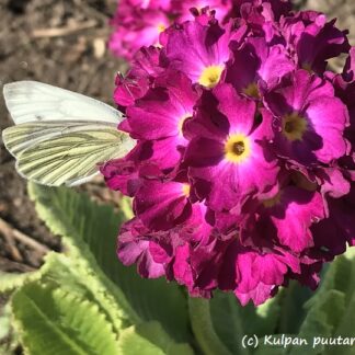 Primula - PALLOESIKKO 'Rubin Selection'